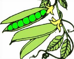 255x203 Peas Clipart