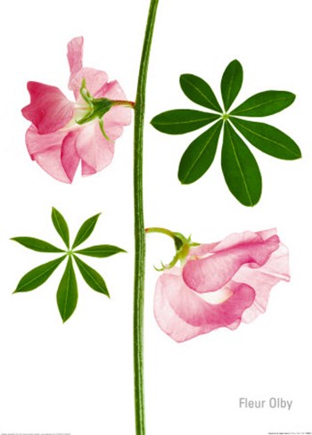 350x488 Sweet Pea Cliparts 265408