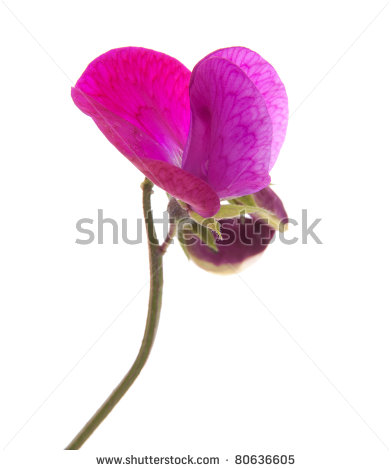 391x470 Sweet Pea Flower Clip Art