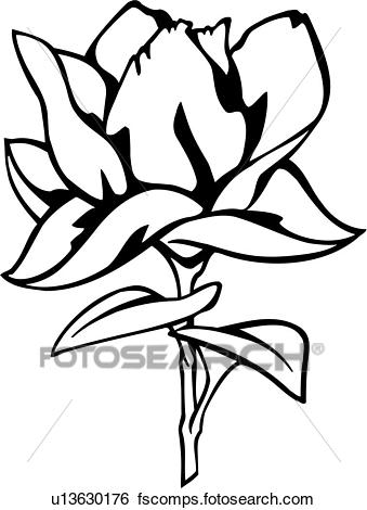 339x470 Clip Art Of , Flower, Magnolia, Varieties, U13630176