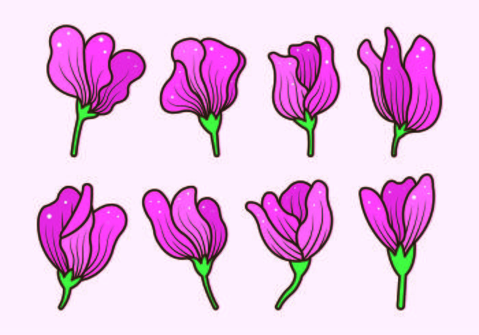 700x490 Set Of Sweet Pea Flower Vector
