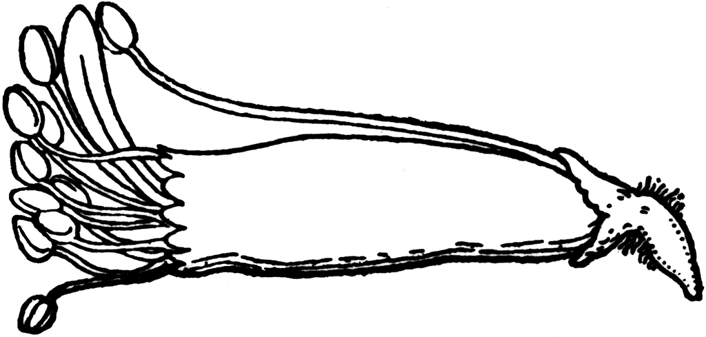 1024x489 Sweet Pea Stamens Clipart Etc