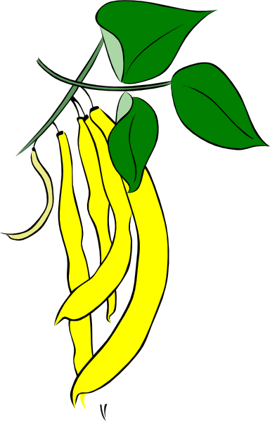 384x599 Beans Clipart Pea Plant