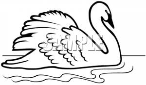 300x175 Swan In Black And White