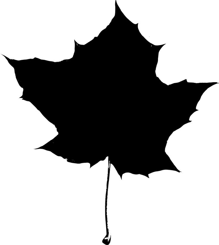 736x823 Maple Leaves Images
