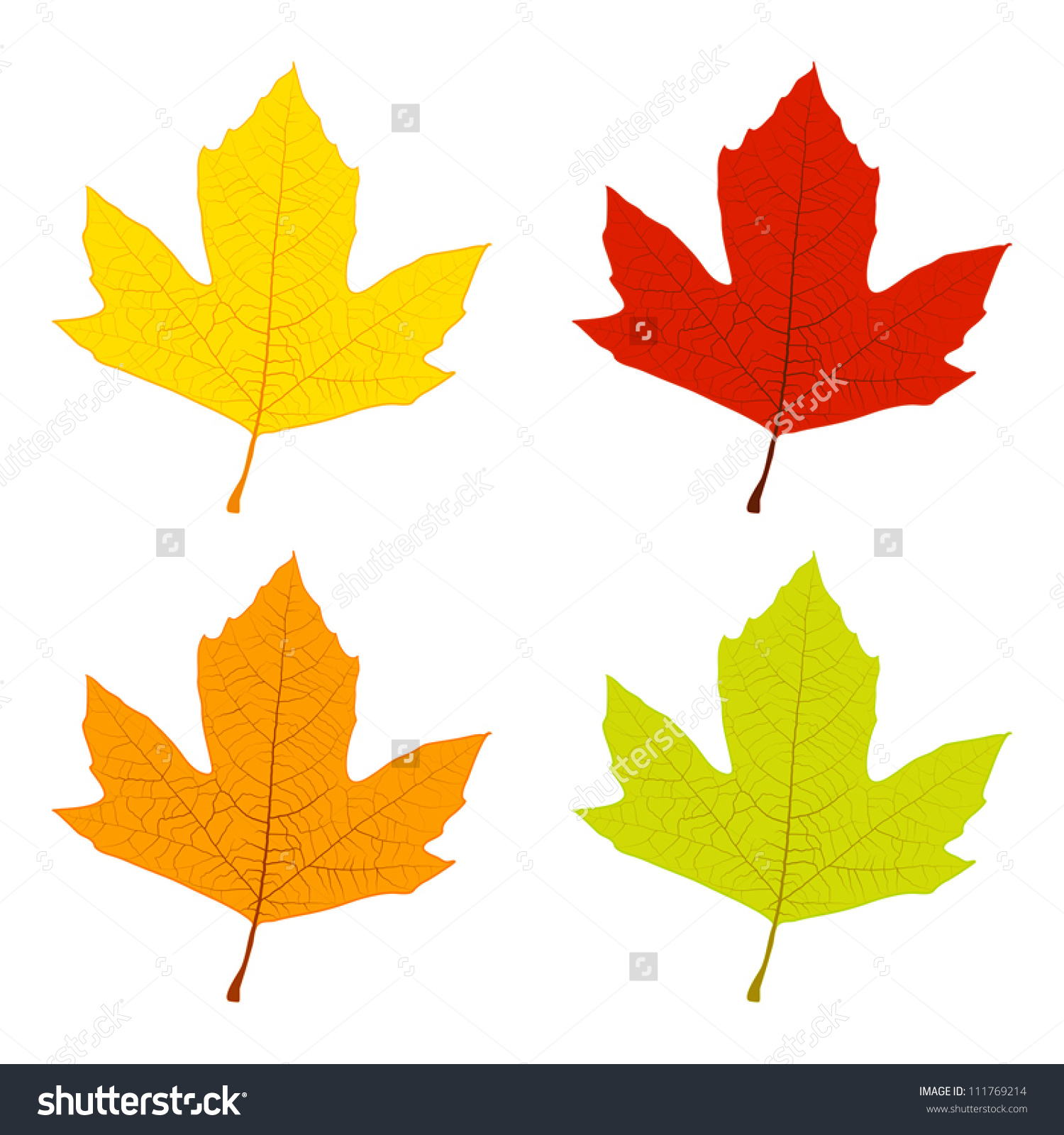 1500x1600 Sicamore Tree Leaf Clipart Collection