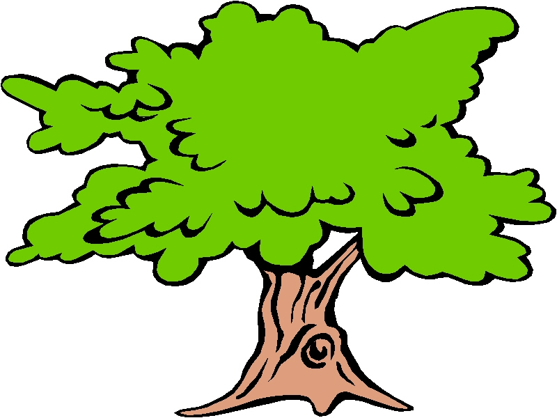 800x600 Sycamore Tree Clipart