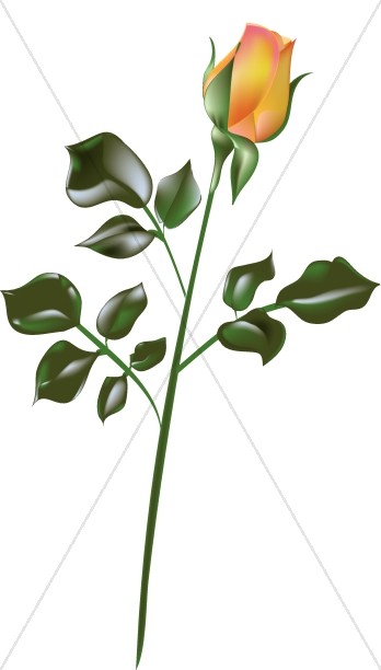 348x612 Orange Rose On Stem Church Rose Clipart