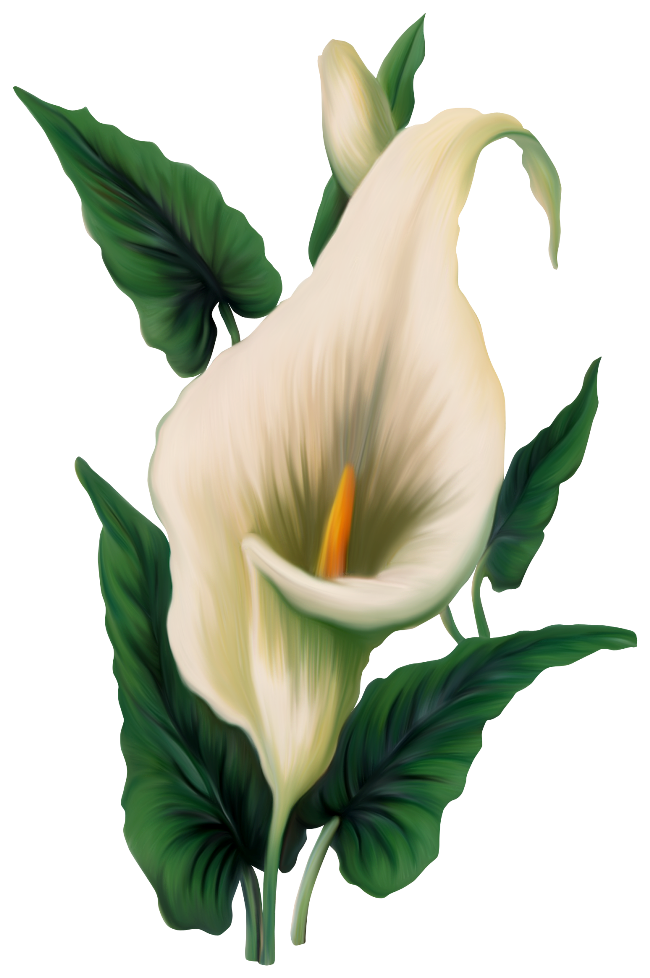 650x978 Calla Lily Clipart Sympathy Flower