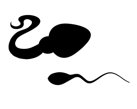 570x456 Sperm Clip Art, Pollywog, Baby Shower, Pregnancy, Sperm, Tadpole