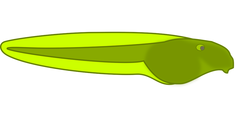 960x480 Tadpole Clipart Baby Frog