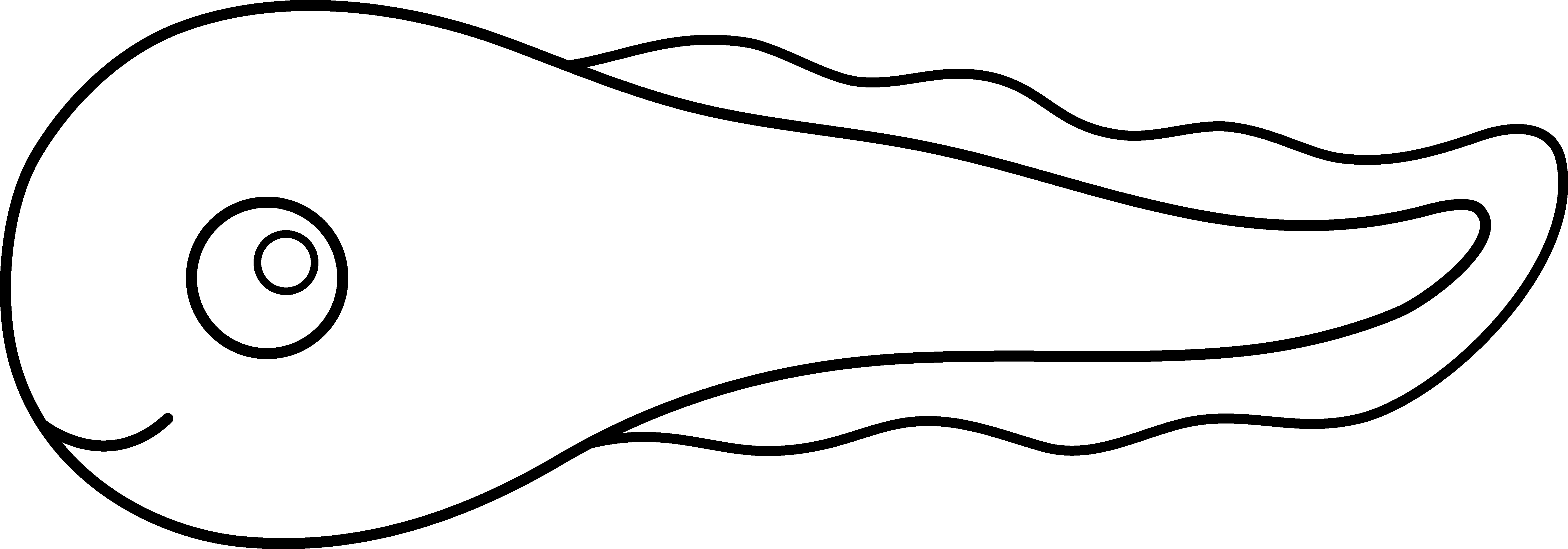 5973x2091 Tadpole Clipart Black And White