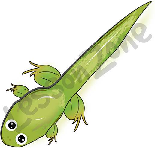 516x495 Czeshop Images Tadpole Clipart