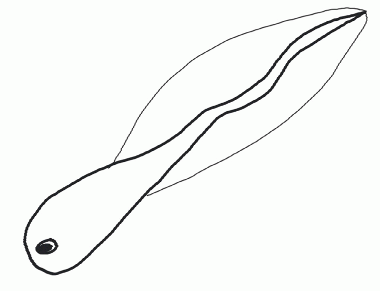 763x584 Czeshop Images Tadpole Clipart