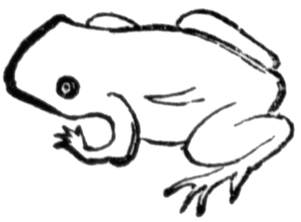 1024x758 Tadpole Clip Art