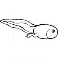 200x200 Tadpole Clipart