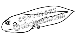 300x150 Tadpole Clipart Animated