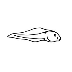 236x236 Tadpole Clipart Black And White