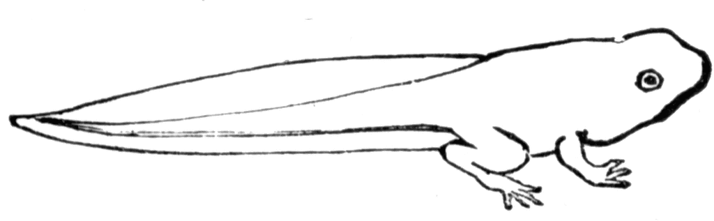 1024x317 Tadpole Clipart Toad