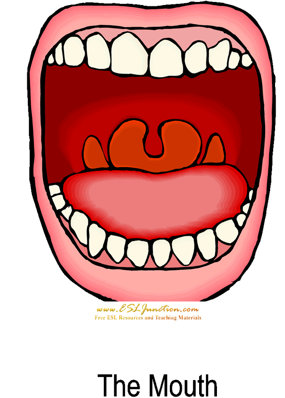 574x800 Mouth Clip Art Free Clipart Images 6