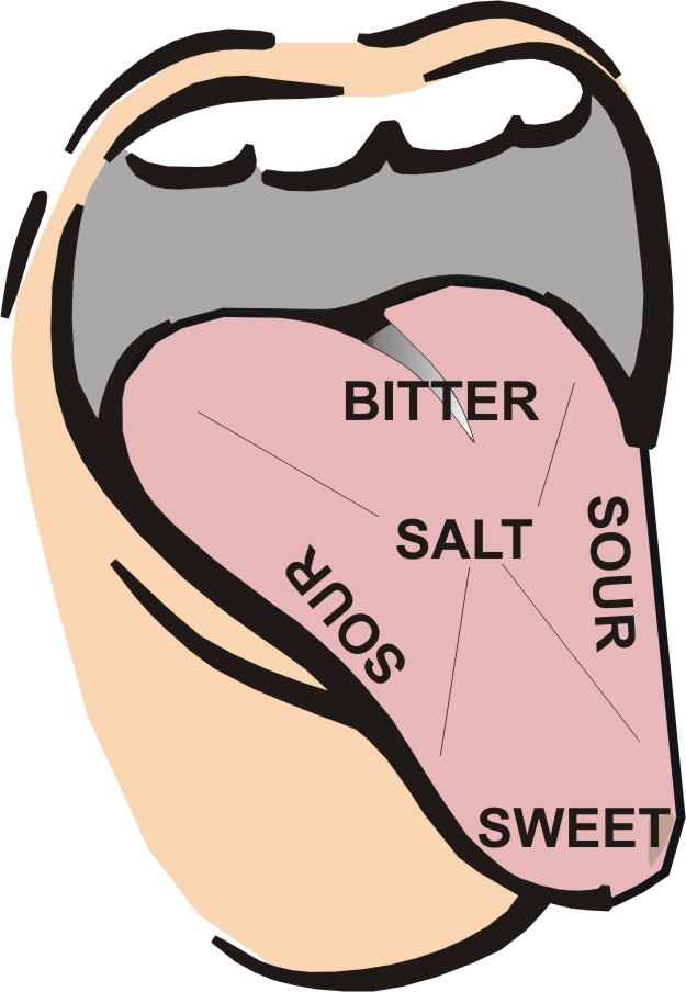 625x904 Taste Buds Clipart