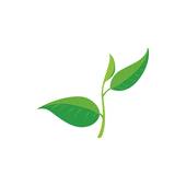 170x170 Royalty Free Tea Leaf Clip Art