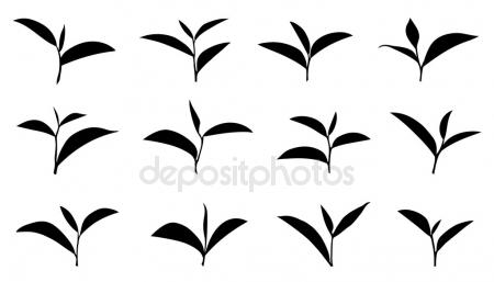 450x257 Tea Plantation Stock Vectors, Royalty Free Tea Plantation