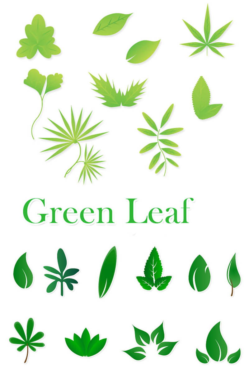 800x1200 Green Leaf Vector Vector Graphics Blog