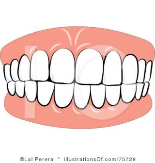 320x336 Teeth Clipart