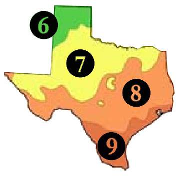 378x355 Buy Texas Trees Tx Shade Tree Sale Best Texas Fruit Tree