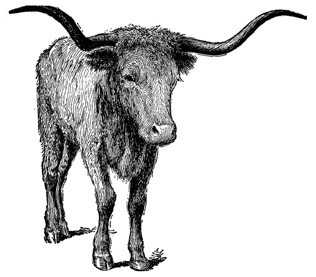 640x562 Texas Longhorn Clipart Etc