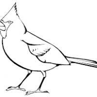 200x200 Mockingbird Clipart Texas State