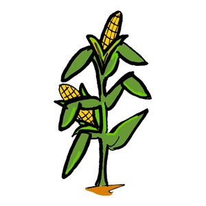300x300 Sweet Corn Clipart Clipartcow
