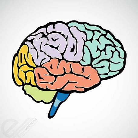 456x456 Brain Clip Art Vector Brain Graphics Clipart Me