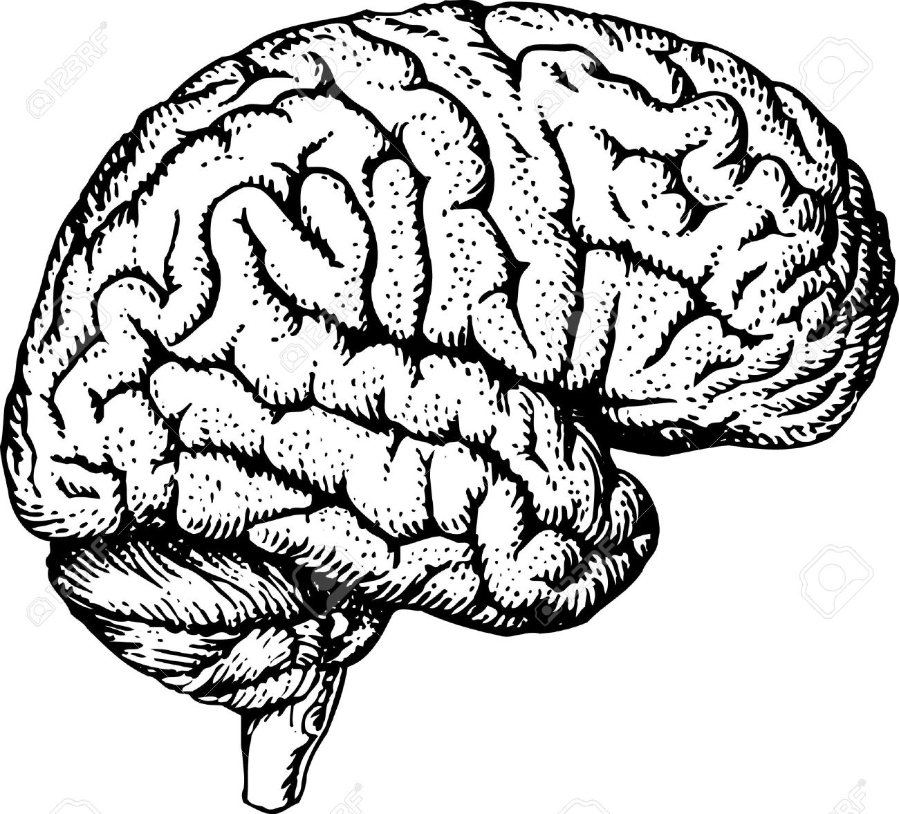 1300x1177 Internal Human Brain Human Brain Free Download Clip Art Free
