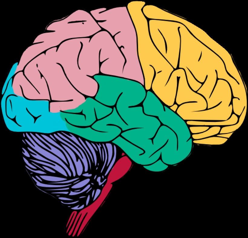 Long brain. Картина мозги. Мозг красивые картинки. Картина мозга человека. Мозг рисовать.