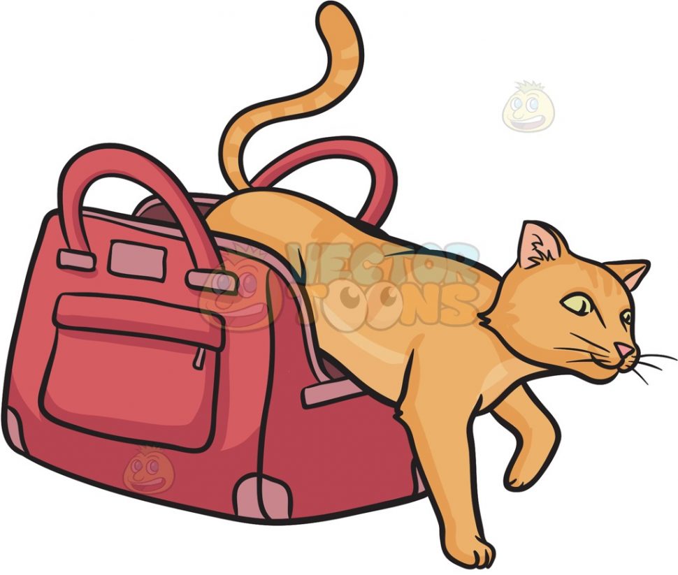 970x823 Bags Beautiful Cat Out The Bag Royalty Free Stock Images Image