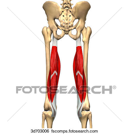 450x470 Stock Illustration Of Posterior View Of Thigh Showing