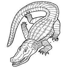 230x230 Top 25 Free Printable Alligator Coloring Pages Online