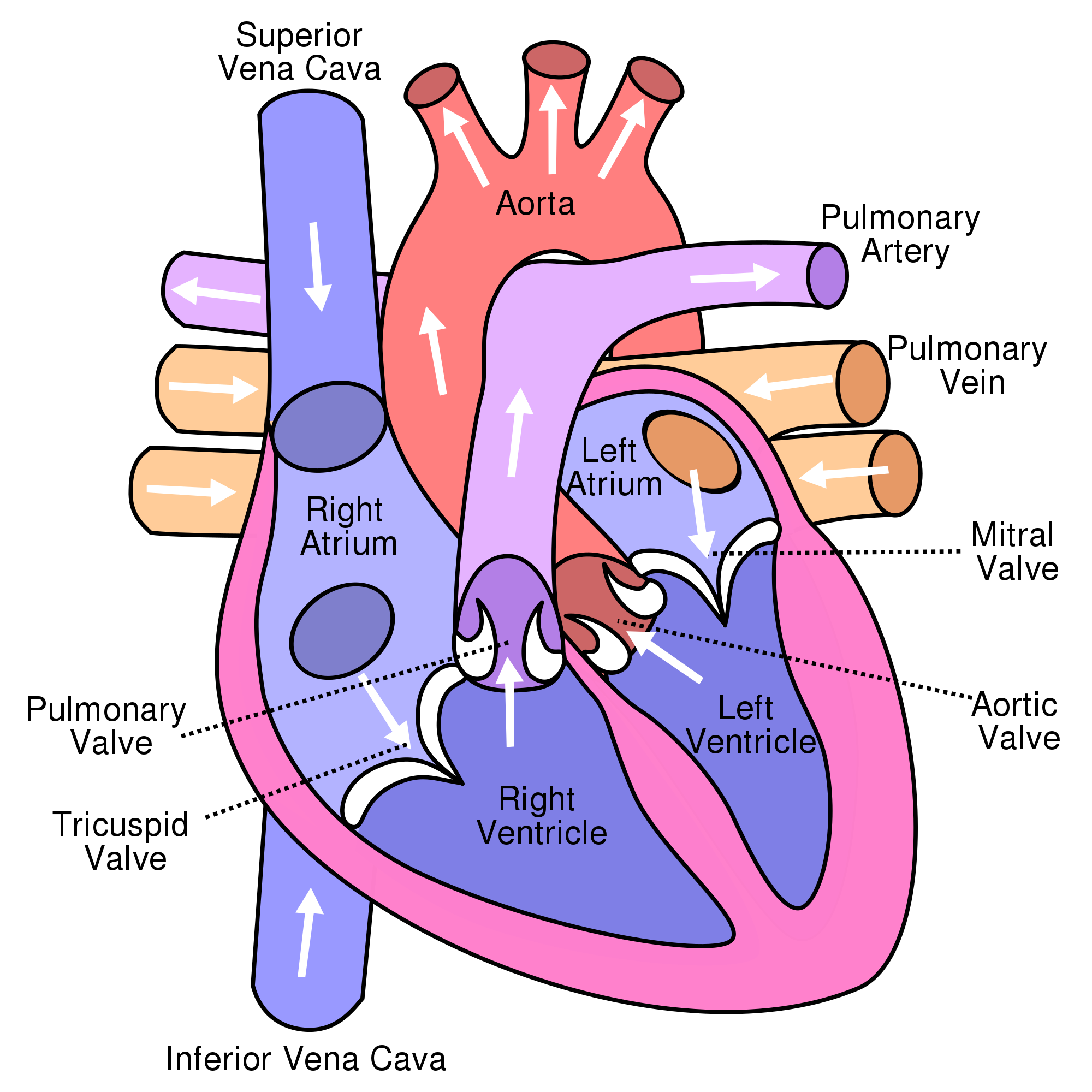 2000x2000 Filediagram Of The Human Heart (Cropped).svg