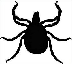 250x224 Free Tick Clipart