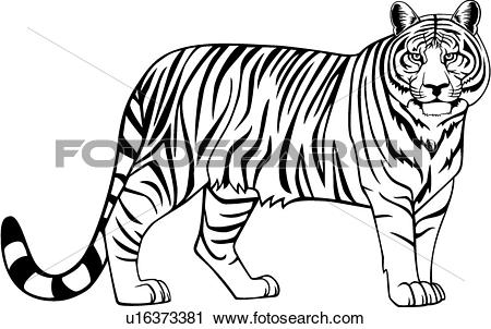 450x302 White Tiger Clipart Wild Animal