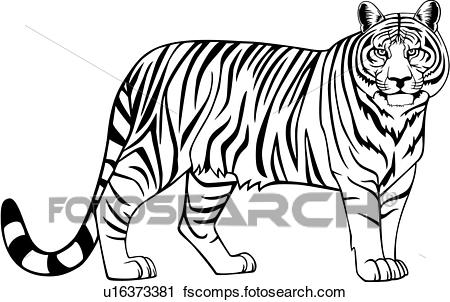 450x302 Clipart Of , Animal, Tiger, Wild, U16373381