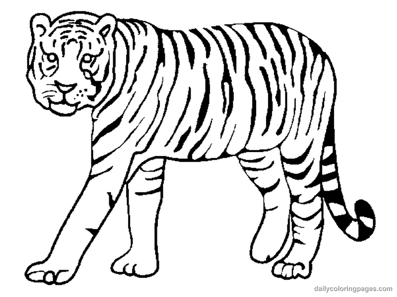800x600 White Tiger Clipart Coloring Page