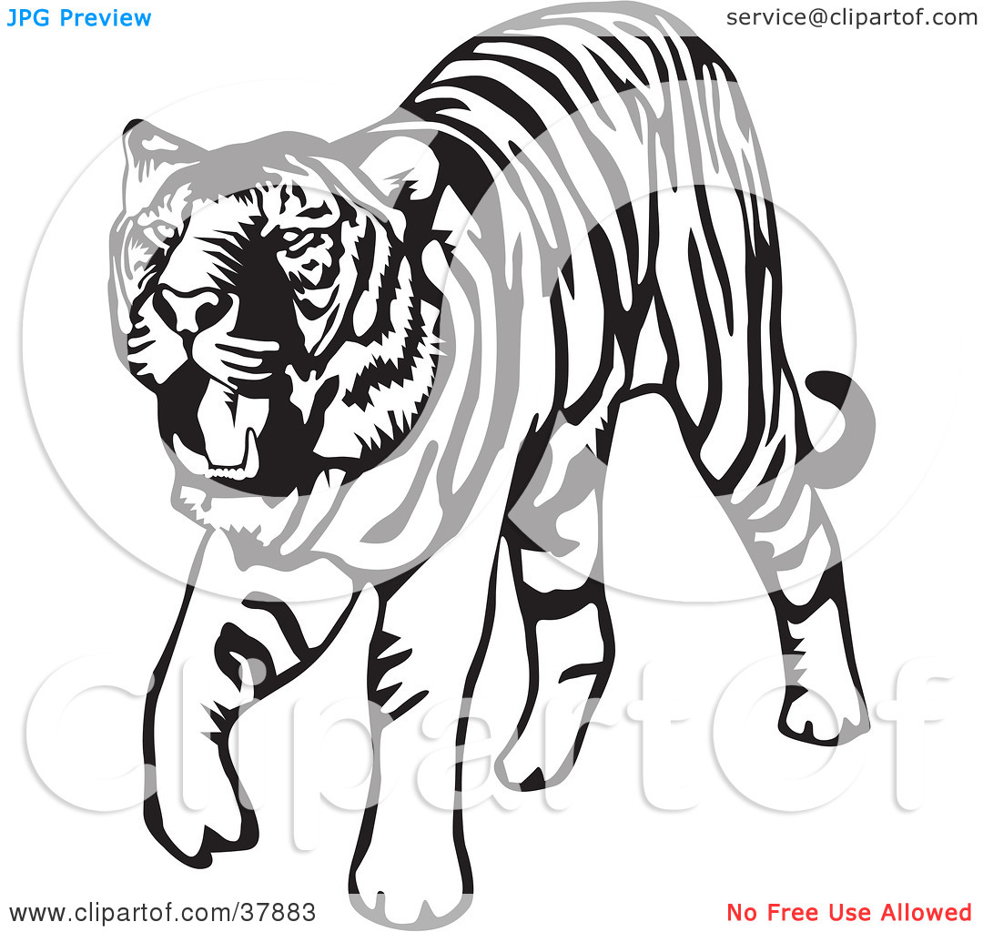1080x1024 Clip Art Tiger Clip Art Black And White