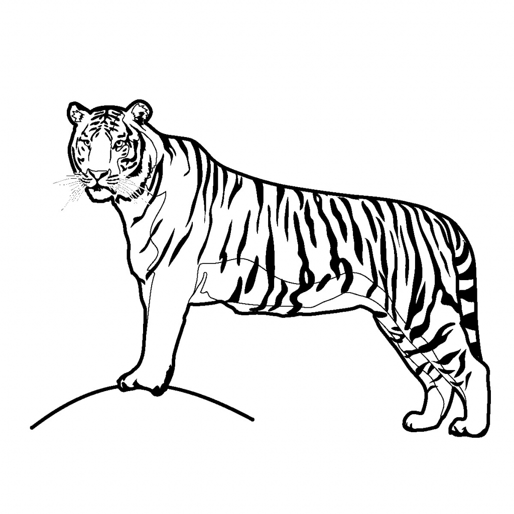 1024x1024 Tiger Drawing Picture Tiger Eyes Drawing Clipart Panda Free