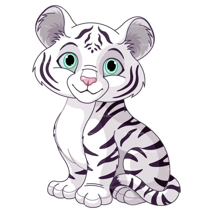 736x736 Clipart White Tiger Free Vector Design