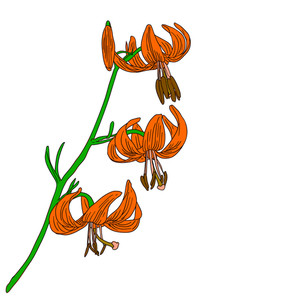 300x300 Lily Flower Vector Silhouette Royalty Free Stock Image