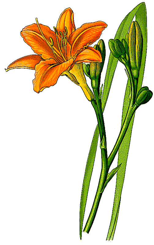 503x800 Lily Clipart Daylily