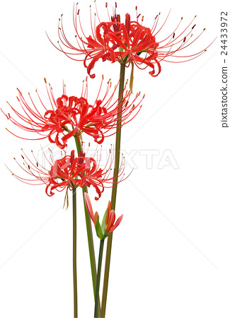 325x450 Lily Clipart Flower Cluster